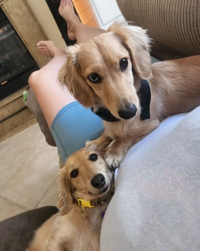 Customer photo review of BarkWise™ Training Pack