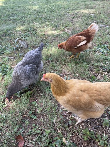 Customer photo review of GrubTerra Dried Larvae