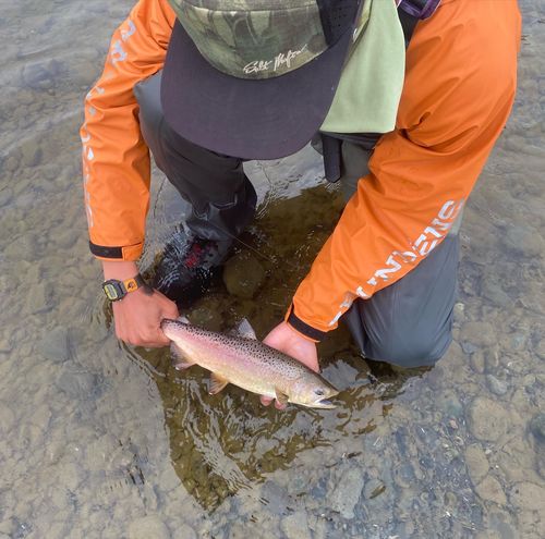 Customer photo review of THE SANDSTORM (7-flat)