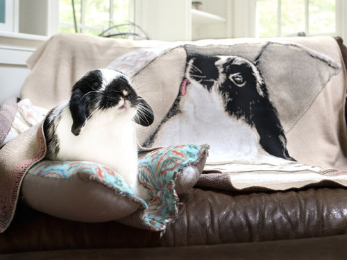 Customer photo review of Full-Body Pet Custom Sweater