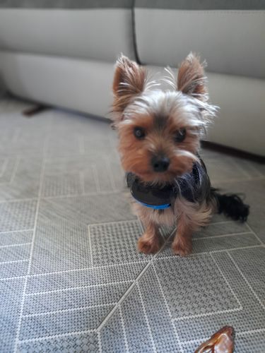 Customer photo review of Collier Anti Aboiement PuppySafe