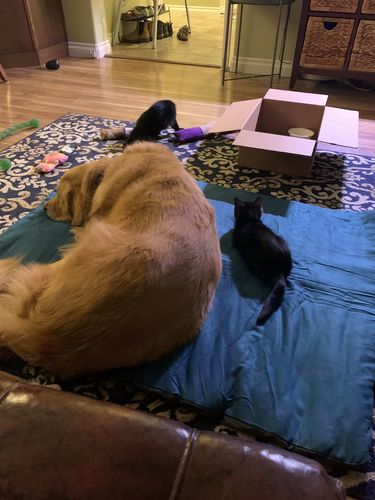 Customer photo review of Ruffwear Mt. Bachelor Pad Bed