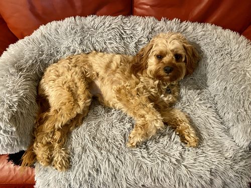 Customer photo review of Calming Couch Bed