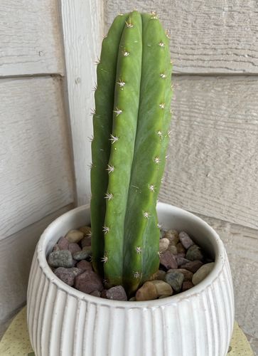 Customer photo review of San Pedro Cactus | Echinopsis pachanoi
