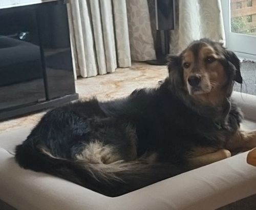 Customer photo review of Orthopaedic Memory Foam Bed