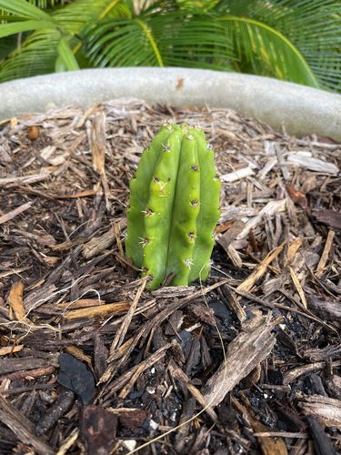 Customer photo review of San Pedro Cactus | Echinopsis pachanoi