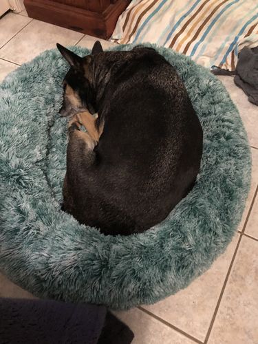 Customer photo review of PaWz Removable Cover Calming Pet Bed