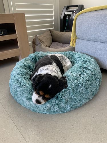 Customer photo review of PaWz Removable Cover Calming Pet Bed
