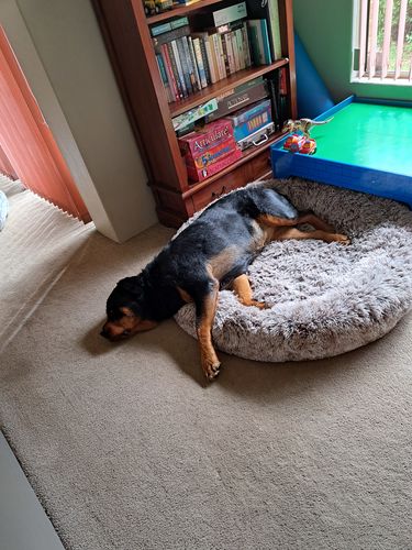 Customer photo review of PaWz Removable Cover Calming Pet Bed