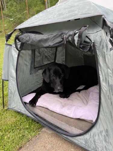 Customer photo review of Pop N' Go® Pets