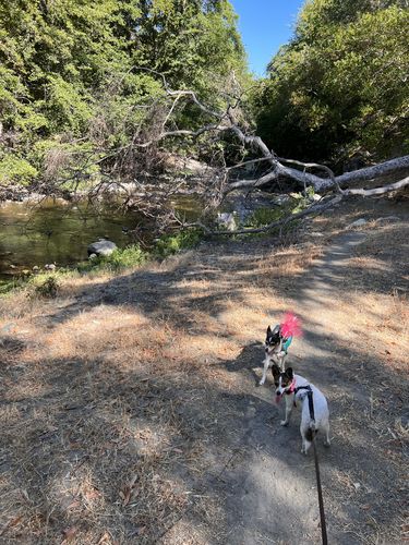 Customer photo review of BarkWise™ Complete