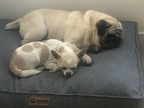 Customer photo review of Cama Para Perro Modelo Origen Kuapets Jeans Claro