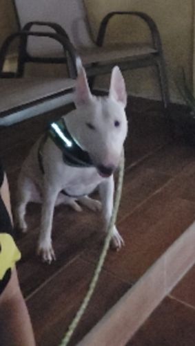 Customer photo review of LED - Geschirr