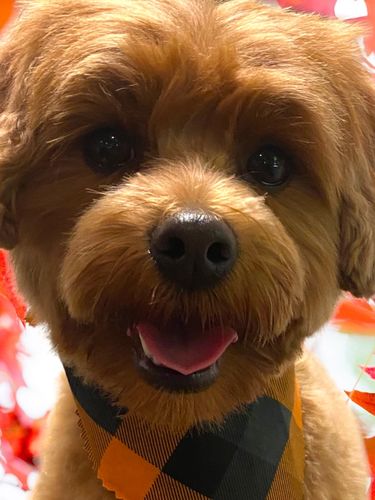 Customer photo review of ADULT CANINE FOOD BARS: BEEF & CHICKEN RECIPE: BULK BAG 15.00% Off Auto renew
