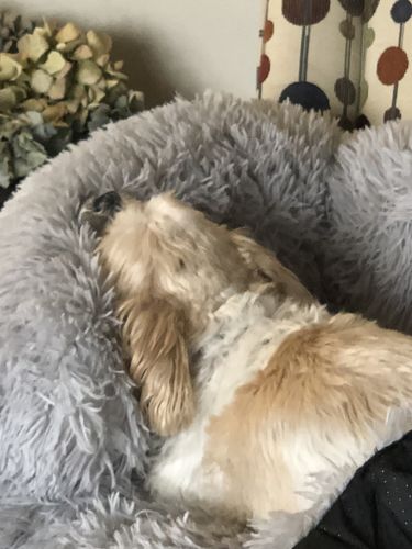 Customer photo review of Calming Couch Bed