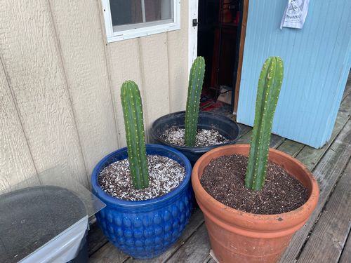 Customer photo review of San Pedro Cactus Cuttings | Echinopsis pachanoi Cuttings