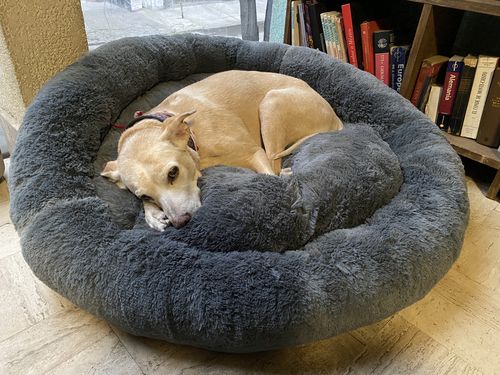 Customer photo review of Cama Antiestrés Para Perros