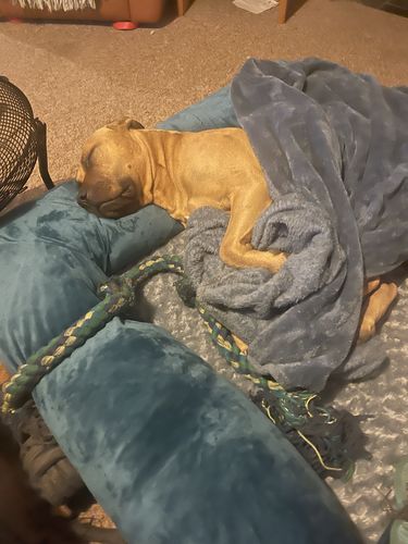 Customer photo review of PaWz Pet Sofa Bed