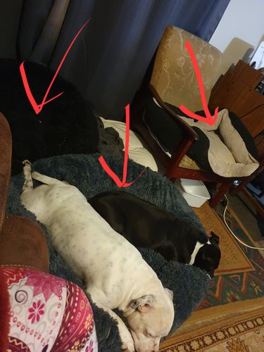 Customer photo review of Pawz Non-Removable Calming Pet Bed
