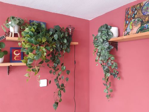 Customer photo review of Scindapsus Pictus Kunst Hangplant 120cm