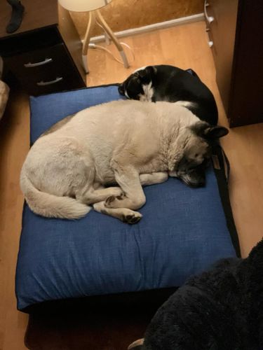 Customer photo review of Cama Para Perro Modelo Origen Kuapets Azul Jeans - Negro