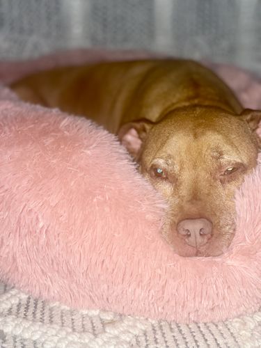 Customer photo review of JOINT + BONES HEALTH FOR DOGS. NATURAL HEALTHY BISCUITS.