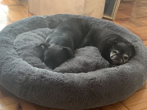 Customer photo review of Cama Antiestrés Para Perros