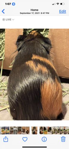 Customer photo review of GuineaDad Nourish Series - Guinea Pig Timothy Hay (3 Pack)