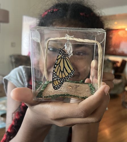 Customer photo review of (4) Classic Chrysalis Boxes + FREE GIFT