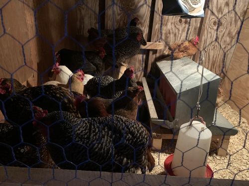 Customer photo review of GrubTerra Dried Larvae