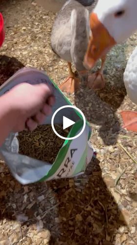 Customer video review of GrubTerra Dried Black Soldier Fly Larvae