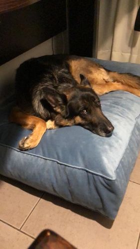 Customer photo review of Cama Para Perro Modelo Origen Kuapets Azul Petróleo