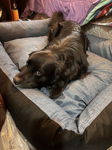 Customer photo review of Cama Para Perro Modelo Nido Kuapets Azul jeans - Negro