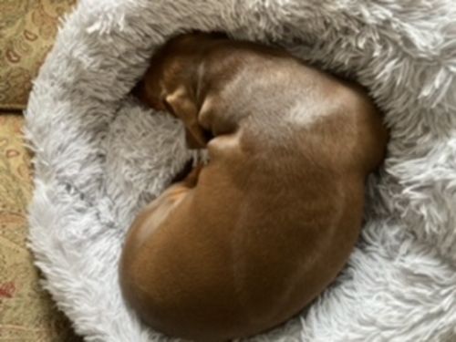 Customer photo review of Calming Donut Bed - Husky Grey