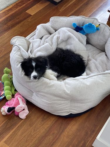Customer photo review of PaWz Calming Pet Bed Set