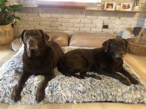 Customer photo review of PaWz Memory Foam Multimat