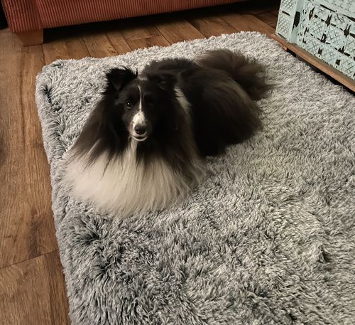 Customer photo review of PaWz Memory Foam Multimat