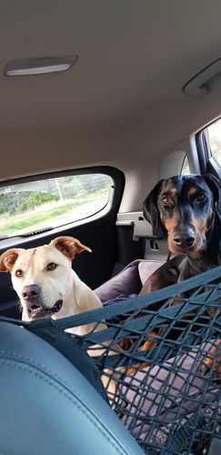 Customer photo review of DoggieBalm COAT Leave-In Spray Conditioner. Formulated to moisturize and promote healthy, nourished dog coats