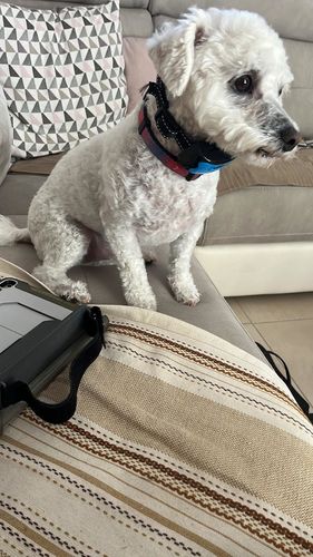 Customer photo review of Collier Anti Aboiement PuppySafe