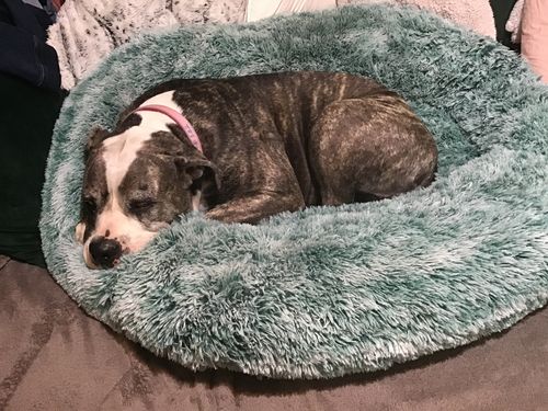Customer photo review of PaWz Removable Cover Calming Pet Bed