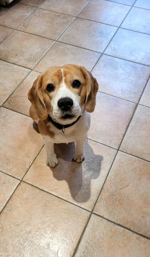 Customer photo review of Collier Anti Aboiement PuppySafe