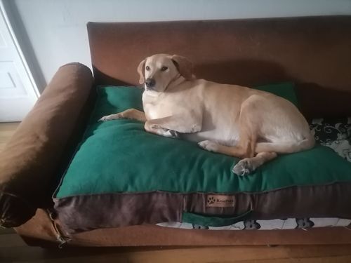 Customer photo review of Cama Para Perro Modelo Origen Kuapets Verde Botella - Café