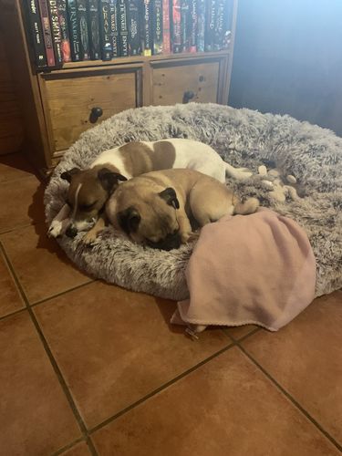 Customer photo review of PaWz Removable Cover Calming Pet Bed