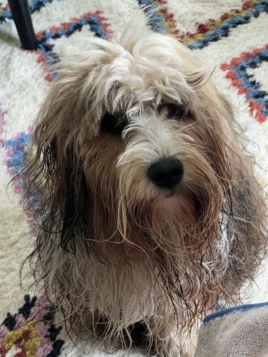 Customer photo review of Collier Anti Aboiement PuppySafe