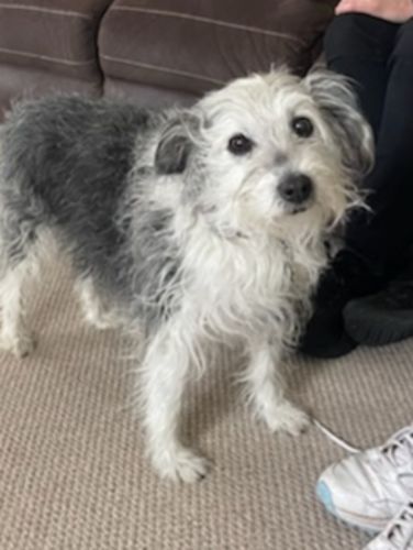 Customer photo review of DoggieBalm COAT Leave-In Spray Conditioner. Formulated to moisturize and promote healthy, nourished dog coats