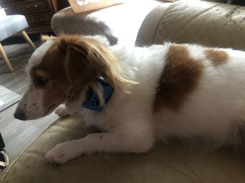 Customer photo review of Collier Anti Aboiement PuppySafe