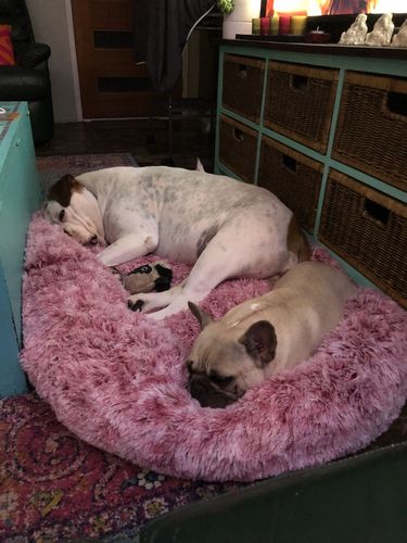 Customer photo review of PaWz Removable Cover Calming Pet Bed