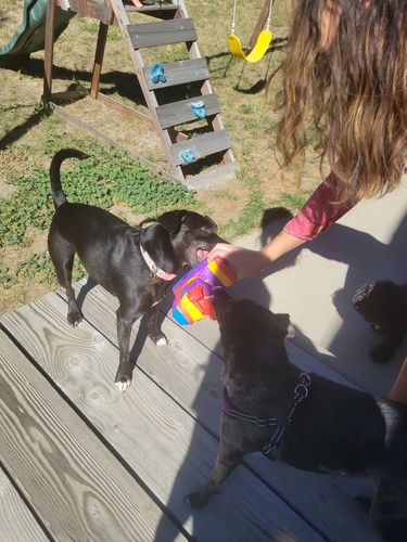 Customer photo review of Pupyata (Filled with Dog Treats)