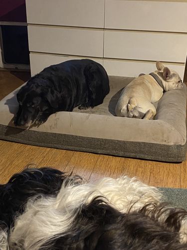 Customer photo review of Orthopaedic Memory Foam Bed