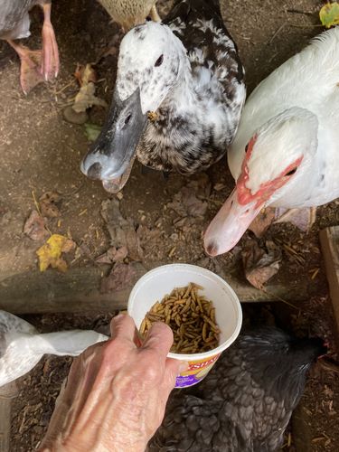 Customer photo review of GrubTerra Dried Black Soldier Fly Larvae